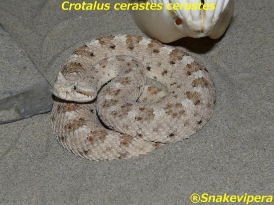 crotalus-cerastes-cerastes-8-1.jpg