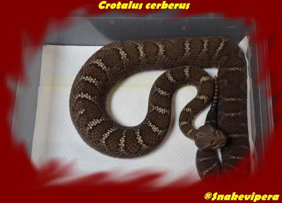 Crotalus cerberus 2