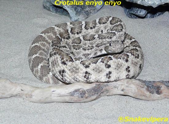 crotalus-enyo-2-1.jpg