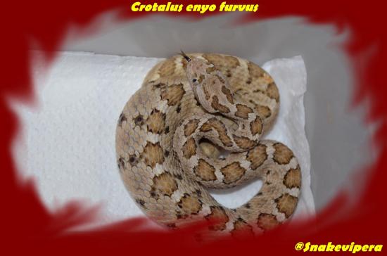 Crotalus enyo furvus 5