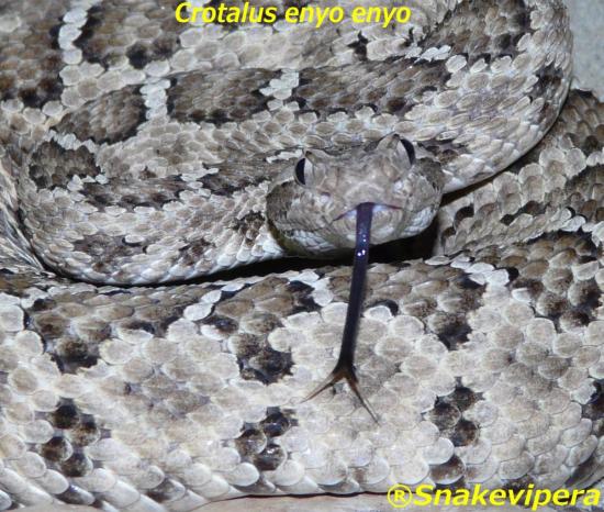 crotalus-enyo.jpg