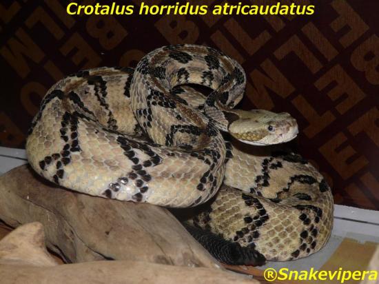 crotalus-horridus-atricaudatus-1-2.jpg