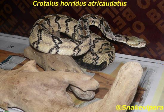 crotalus-horridus-atricaudatus-3.jpg