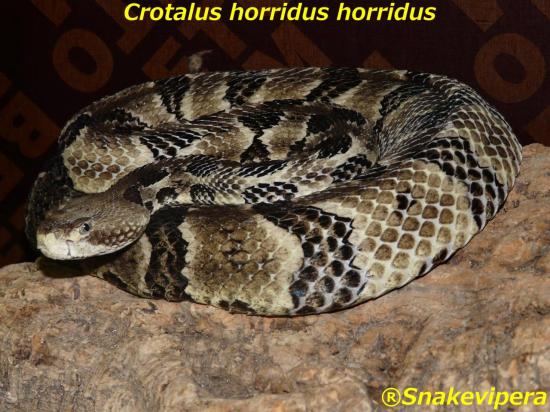 crotalus-horridus-horridus-4.jpg