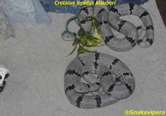 crotalus-lepidus-klauberi-3.jpg