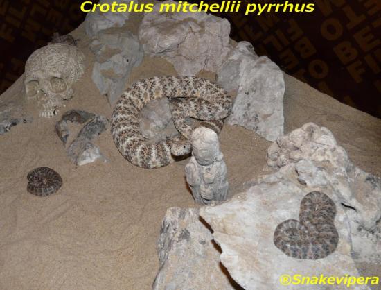 crotalus-mitchellii-pyrrhus-1.jpg
