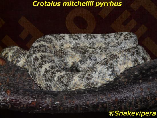 crotalus-mitchellii-pyrrhus-5.jpg