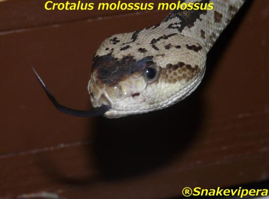 crotalus-molossus-molossus-2.jpg