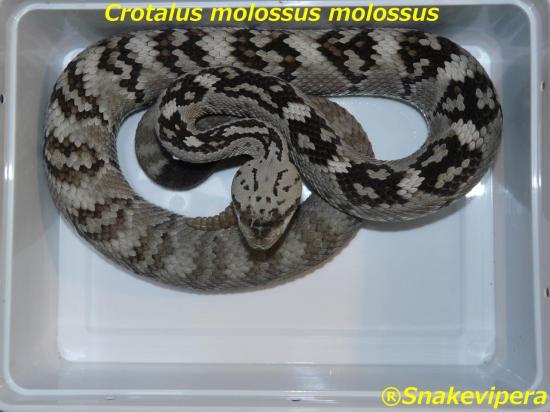 crotalus-molossus-molossus.jpg