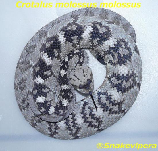 crotalus-molossus.jpg