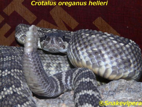 crotalus-oreganus-helleri-6.jpg