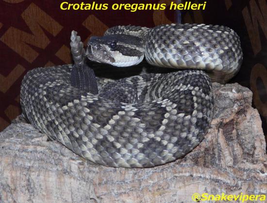 crotalus-oreganus-helleri.jpg
