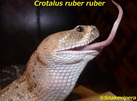 crotalus-ruber-ruber-3.jpg