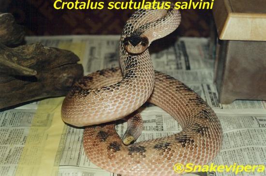 crotalus-scutulatus-salvini-1.jpg