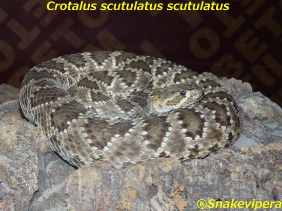 crotalus-scutulatus-scutulatus-1.jpg