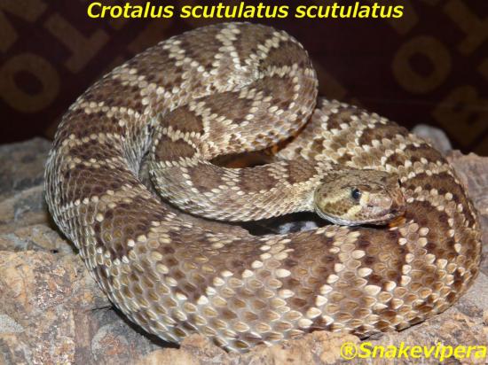 crotalus-scutulatus-scutulatus-4.jpg