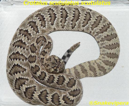 crotalus-scutulatus-scutulaus-1.jpg