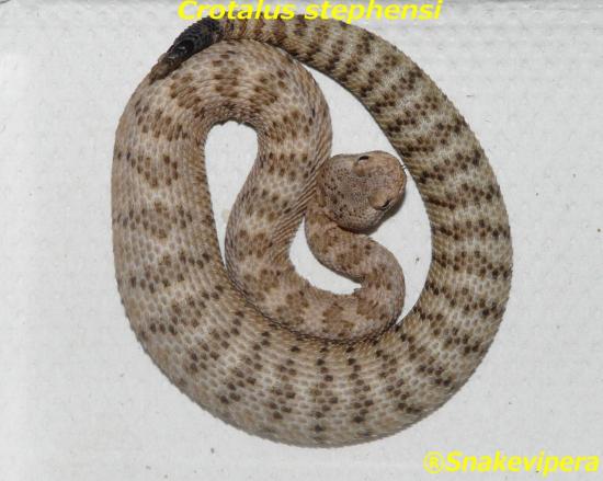 crotalus-stefensi-1-1.jpg