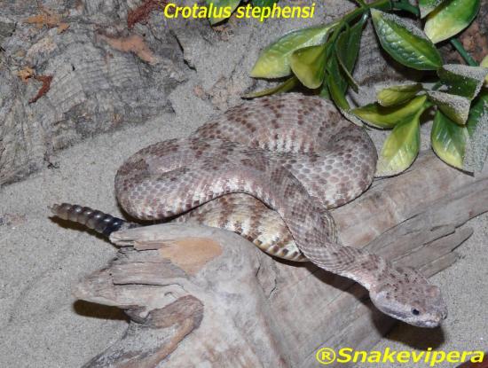 crotalus-stephensi-1.jpg