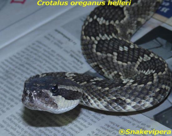 crotalus-viridis-helleri-2.jpg