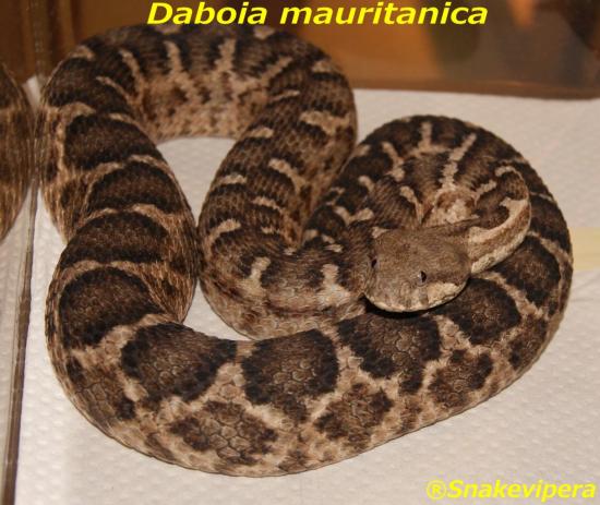 daboia-mauritanica-7.jpg