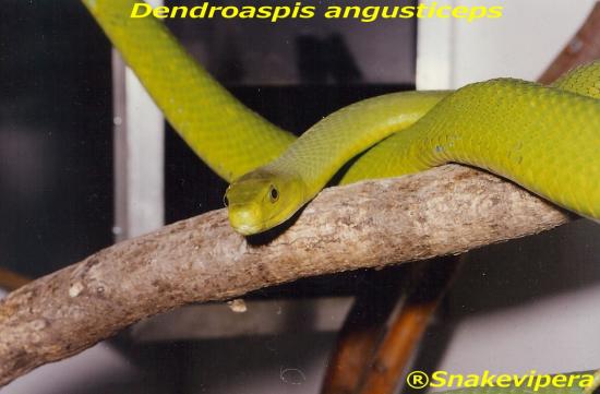 dendroaspis-angusticeps-10.jpg