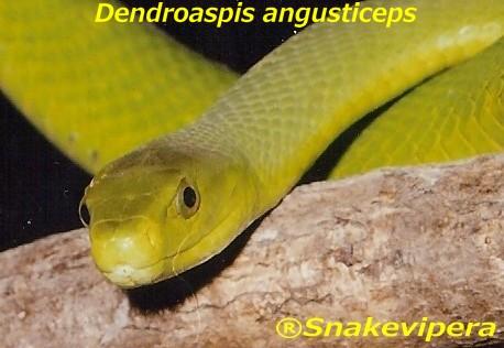 dendroaspis-angusticeps-2-1.jpg