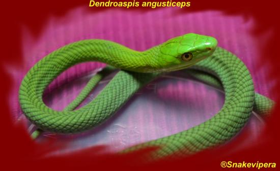 dendroaspis-angusticeps-22-1.jpg