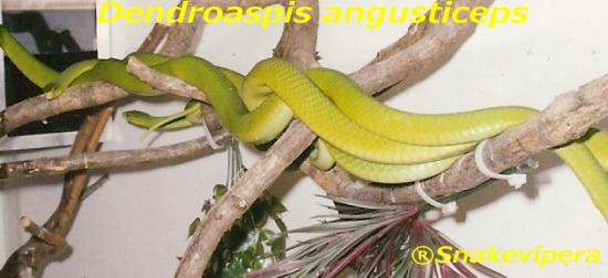 dendroaspis-angusticeps-7.jpg