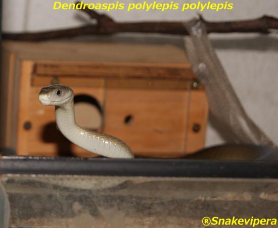 dendroaspis-polylepis-2.jpg