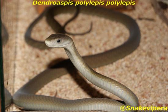 dendroaspis-polylepis-3.jpg