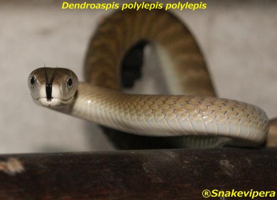 dendroaspis-polylepis-4.jpg