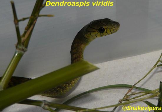 dendroaspis-viridis-4.jpg