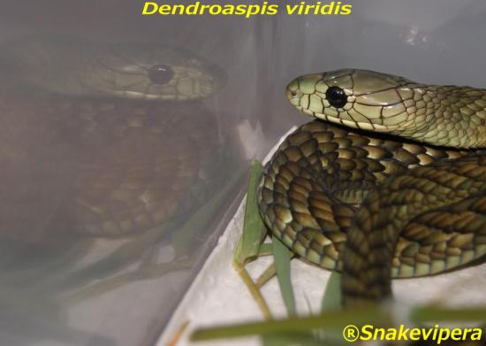 dendroaspis-viridis-7.jpg