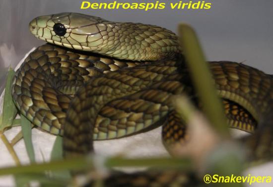 dendroaspis-viridis-8.jpg