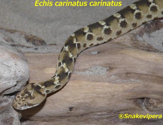 echis-carinatus-carinatus-2.jpg