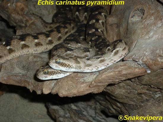 echis-carinatus-pyramidium-1.jpg