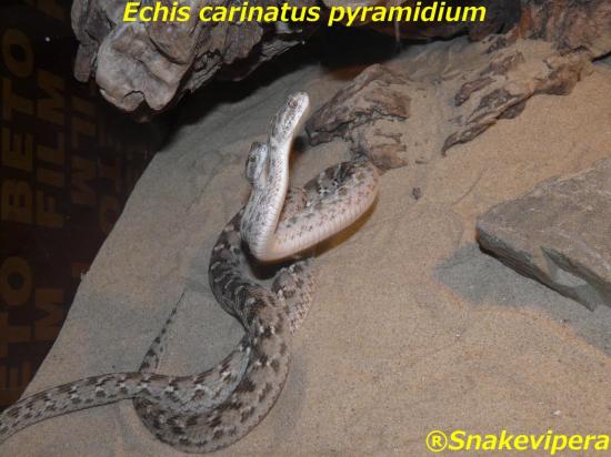 echis-carinatus-pyramidium-4-1.jpg