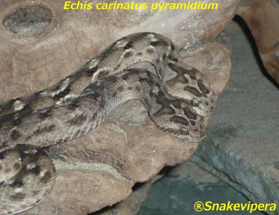 echis-carinatus-pyramidium-4-2.jpg