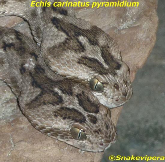 echis-carinatus-pyramidium-7-1.jpg