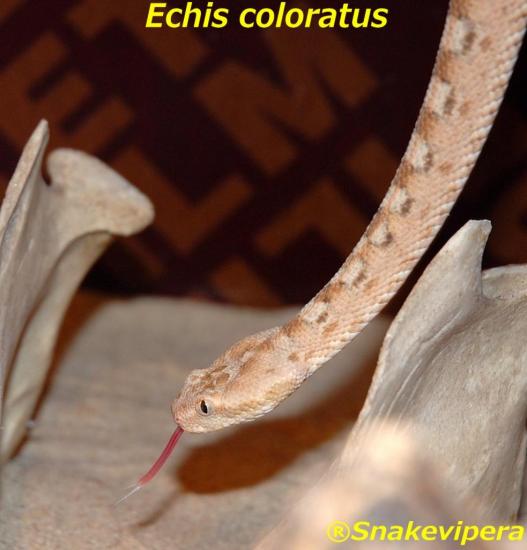 echis-coloratus-7.jpg