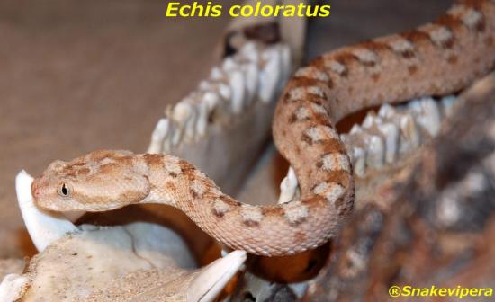 echis-coloratus-8.jpg