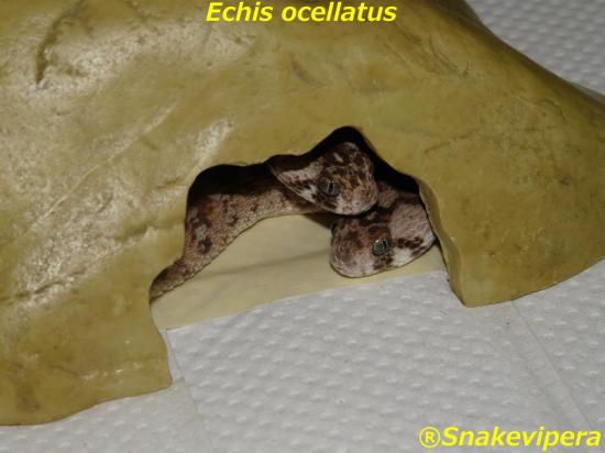echis-ocellatus-16.jpg