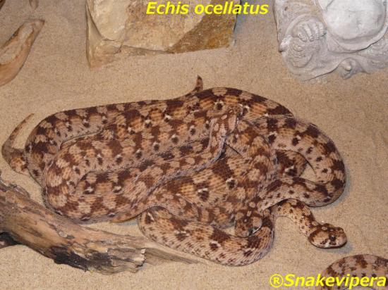 echis-ocellatus-4.jpg