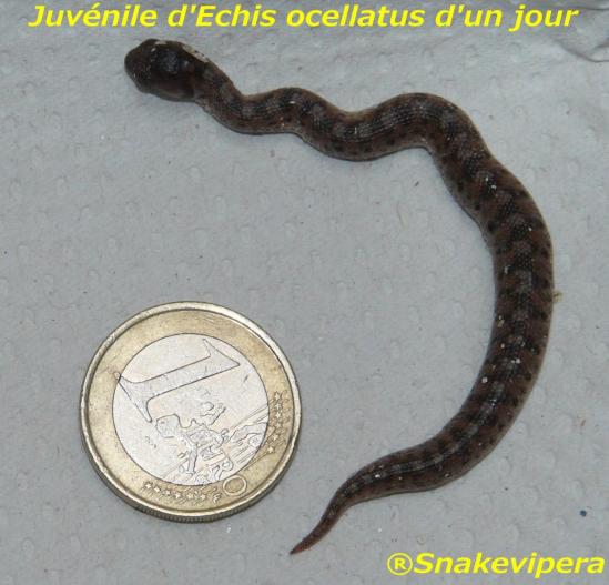 echis-ocellatus.jpg