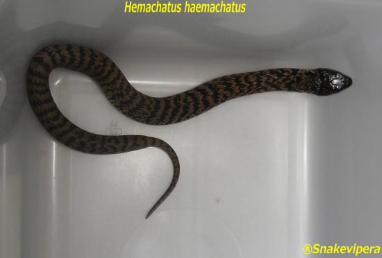 hemachatus-1-1.jpg