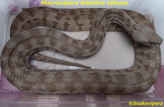 macrovipera-lebetina-obtusa-1.jpg