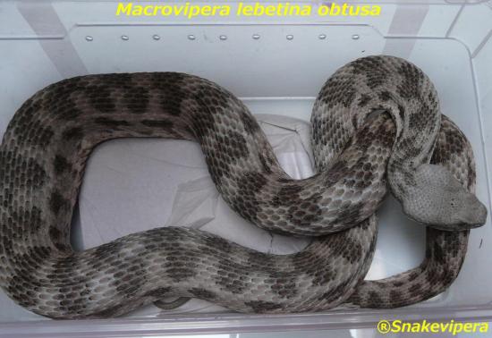 macrovipera-lebetina-obtusa-2.jpg