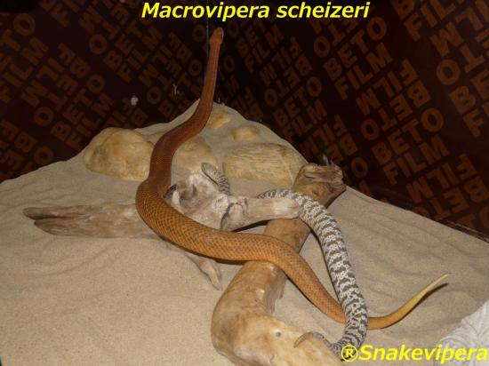 macrovipera-scheizeri-8-1.jpg