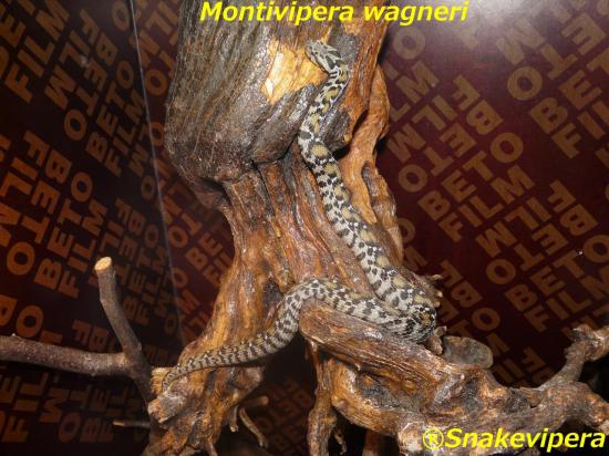 montivipera-wagneri-9.jpg